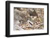 Red Wolf-Gary Carter-Framed Photographic Print