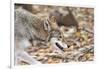 Red Wolf-Gary Carter-Framed Photographic Print