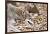 Red Wolf-Gary Carter-Framed Photographic Print