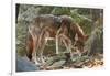 Red Wolf-Gary Carter-Framed Photographic Print