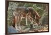 Red Wolf-Gary Carter-Framed Photographic Print