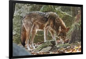 Red Wolf-Gary Carter-Framed Photographic Print