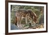 Red Wolf-Gary Carter-Framed Photographic Print