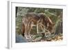 Red Wolf-Gary Carter-Framed Photographic Print