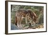 Red Wolf-Gary Carter-Framed Photographic Print