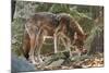 Red Wolf-Gary Carter-Mounted Photographic Print