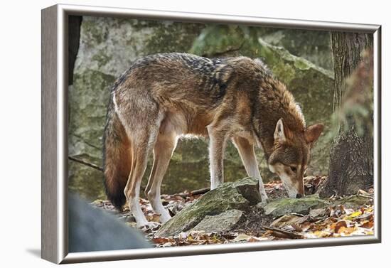 Red Wolf-Gary Carter-Framed Photographic Print