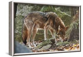 Red Wolf-Gary Carter-Framed Photographic Print