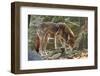 Red Wolf-Gary Carter-Framed Photographic Print