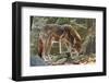 Red Wolf-Gary Carter-Framed Photographic Print