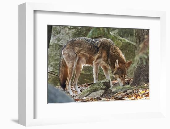 Red Wolf-Gary Carter-Framed Photographic Print