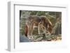 Red Wolf-Gary Carter-Framed Photographic Print