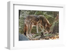 Red Wolf-Gary Carter-Framed Photographic Print