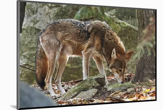 Red Wolf-Gary Carter-Mounted Photographic Print