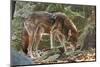 Red Wolf-Gary Carter-Mounted Photographic Print