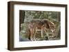 Red Wolf-Gary Carter-Framed Photographic Print