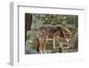 Red Wolf-Gary Carter-Framed Photographic Print