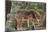 Red Wolf-Gary Carter-Mounted Photographic Print