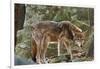 Red Wolf-Gary Carter-Framed Photographic Print