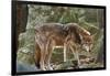 Red Wolf-Gary Carter-Framed Photographic Print