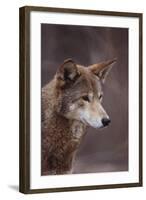 Red Wolf-DLILLC-Framed Photographic Print