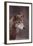 Red Wolf-DLILLC-Framed Photographic Print