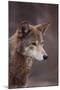 Red Wolf-DLILLC-Mounted Photographic Print