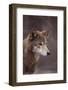 Red Wolf-DLILLC-Framed Photographic Print