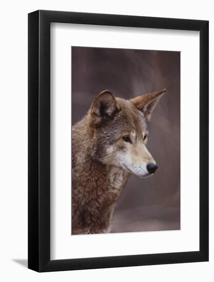 Red Wolf-DLILLC-Framed Photographic Print