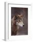 Red Wolf-DLILLC-Framed Photographic Print