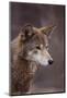Red Wolf-DLILLC-Mounted Photographic Print