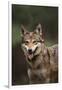 Red Wolf-DLILLC-Framed Photographic Print