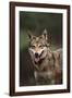 Red Wolf-DLILLC-Framed Photographic Print