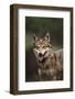 Red Wolf-DLILLC-Framed Photographic Print