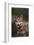 Red Wolf-DLILLC-Framed Photographic Print