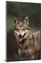 Red Wolf-DLILLC-Mounted Photographic Print