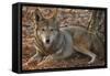 Red Wolf-Lantern Press-Framed Stretched Canvas