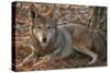 Red Wolf-Lantern Press-Stretched Canvas