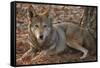 Red Wolf-Lantern Press-Framed Stretched Canvas