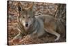Red Wolf-Lantern Press-Stretched Canvas