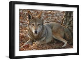 Red Wolf-Lantern Press-Framed Art Print