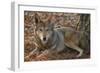 Red Wolf-Lantern Press-Framed Art Print