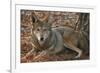 Red Wolf-Lantern Press-Framed Art Print