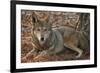 Red Wolf-Lantern Press-Framed Art Print