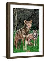 Red Wolves-Lantern Press-Framed Art Print