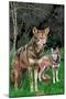 Red Wolves-Lantern Press-Mounted Art Print