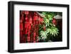 Red Wooden Buddhist Good Luck Charms and Tropical Vegetation, Hangzhou, Zhejiang, China-Andreas Brandl-Framed Photographic Print