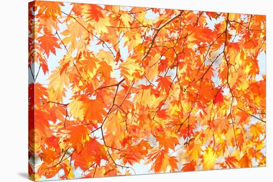 Red Yellow Fall Maple Leafs Illuminated by Sun Natural Background-tupikov-Stretched Canvas