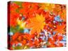 Red Yellow Fall Maple Leafs Illuminated by Sun Natural Background-tupikov-Stretched Canvas