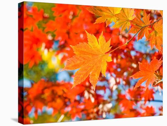 Red Yellow Fall Maple Leafs Illuminated by Sun Natural Background-tupikov-Stretched Canvas